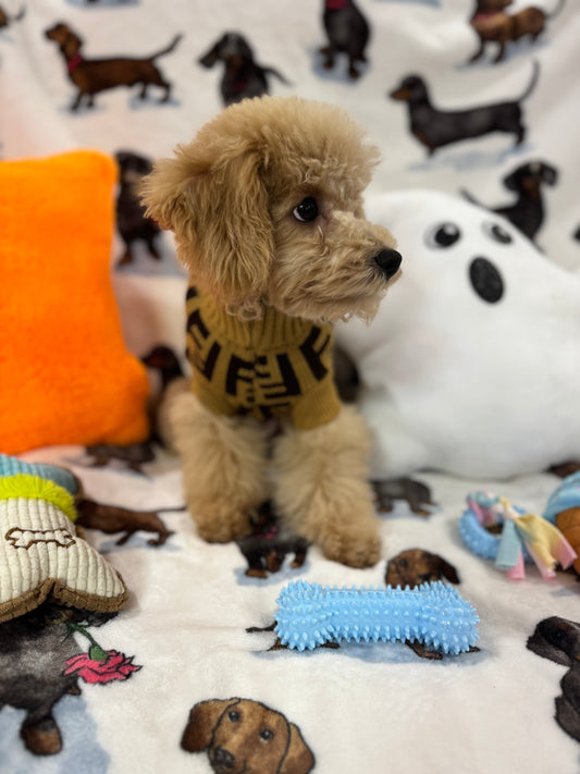 TURBO (Bichon Poodle)