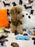 TURBO (Bichon Poodle)
