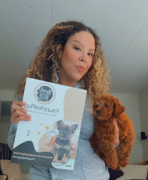 Sarah (Toy Poodle)