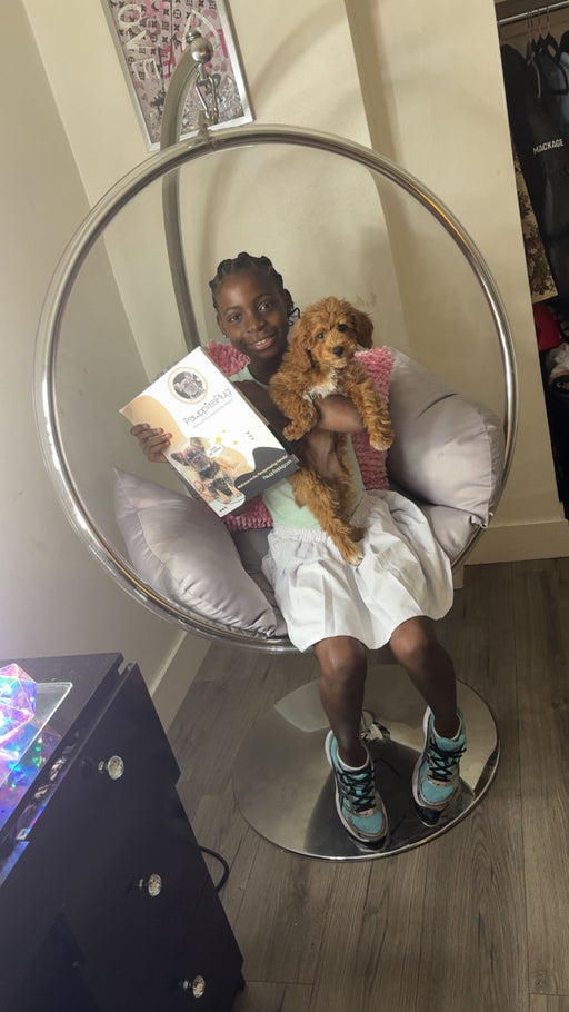 MOCHA (Toy Poodle)