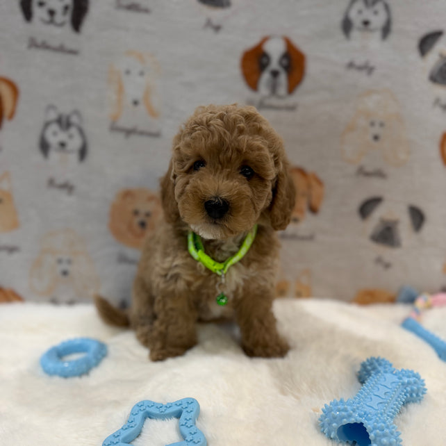 ABE (Mini Poodle)