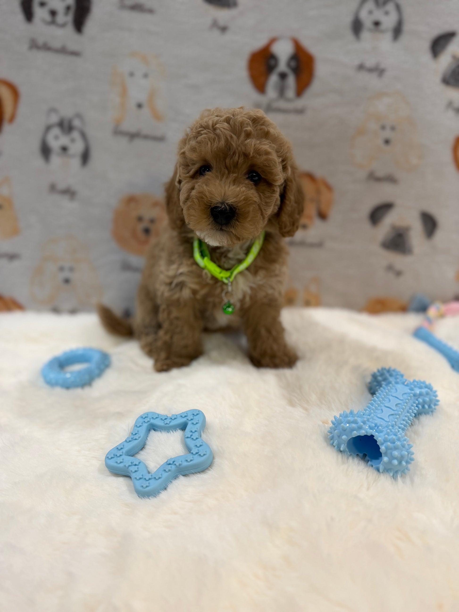ABE (Mini Poodle)