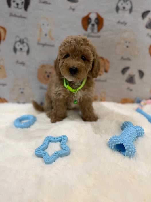 ABE (Mini Poodle)