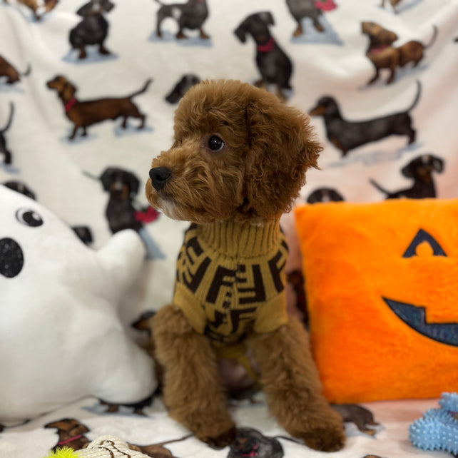TANGO (Toy Poodle)