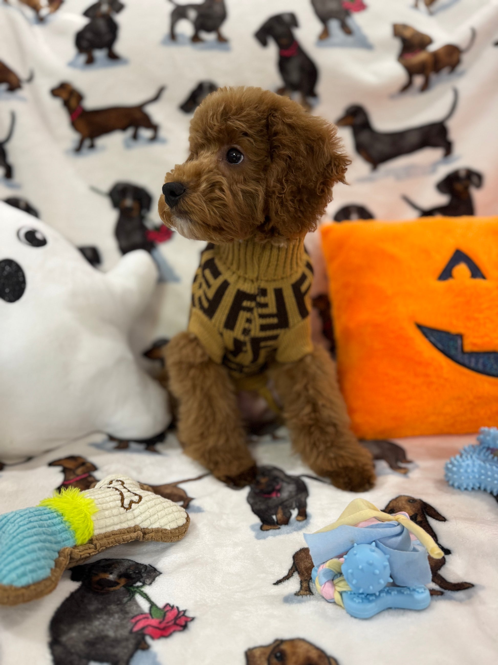 TANGO (Toy Poodle)
