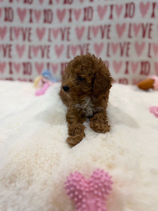 Bunny (Toy Poodle)