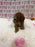Bunny (Toy Poodle)