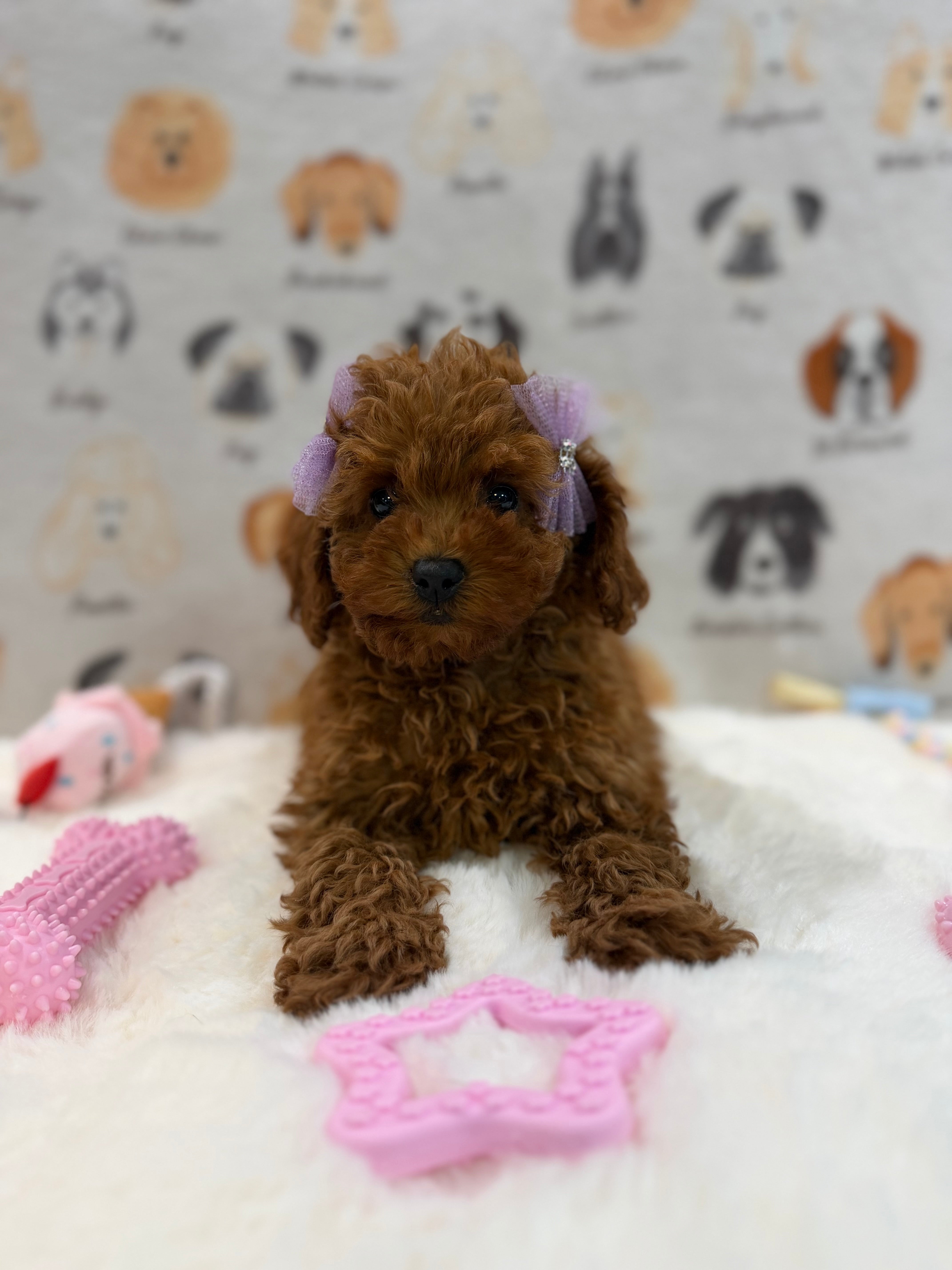 【中古】THE DOG ~ Poodle JINA (Red AKC Toy Poodle) — PAWPPIESPLUG