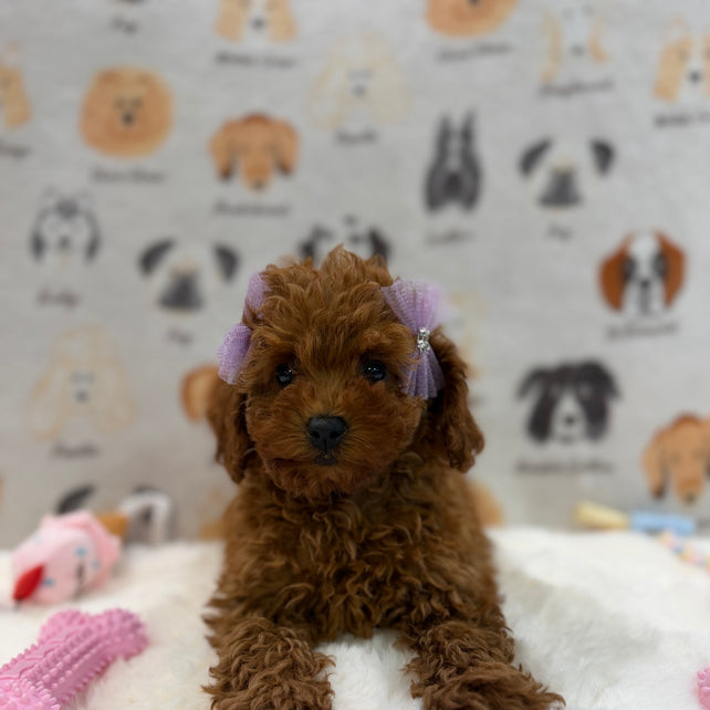 JINA (Red AKC Toy Poodle)