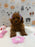 JINA (Red AKC Toy Poodle)