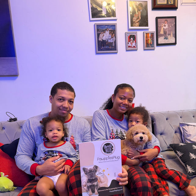 BEAR (Bichon Poodle)