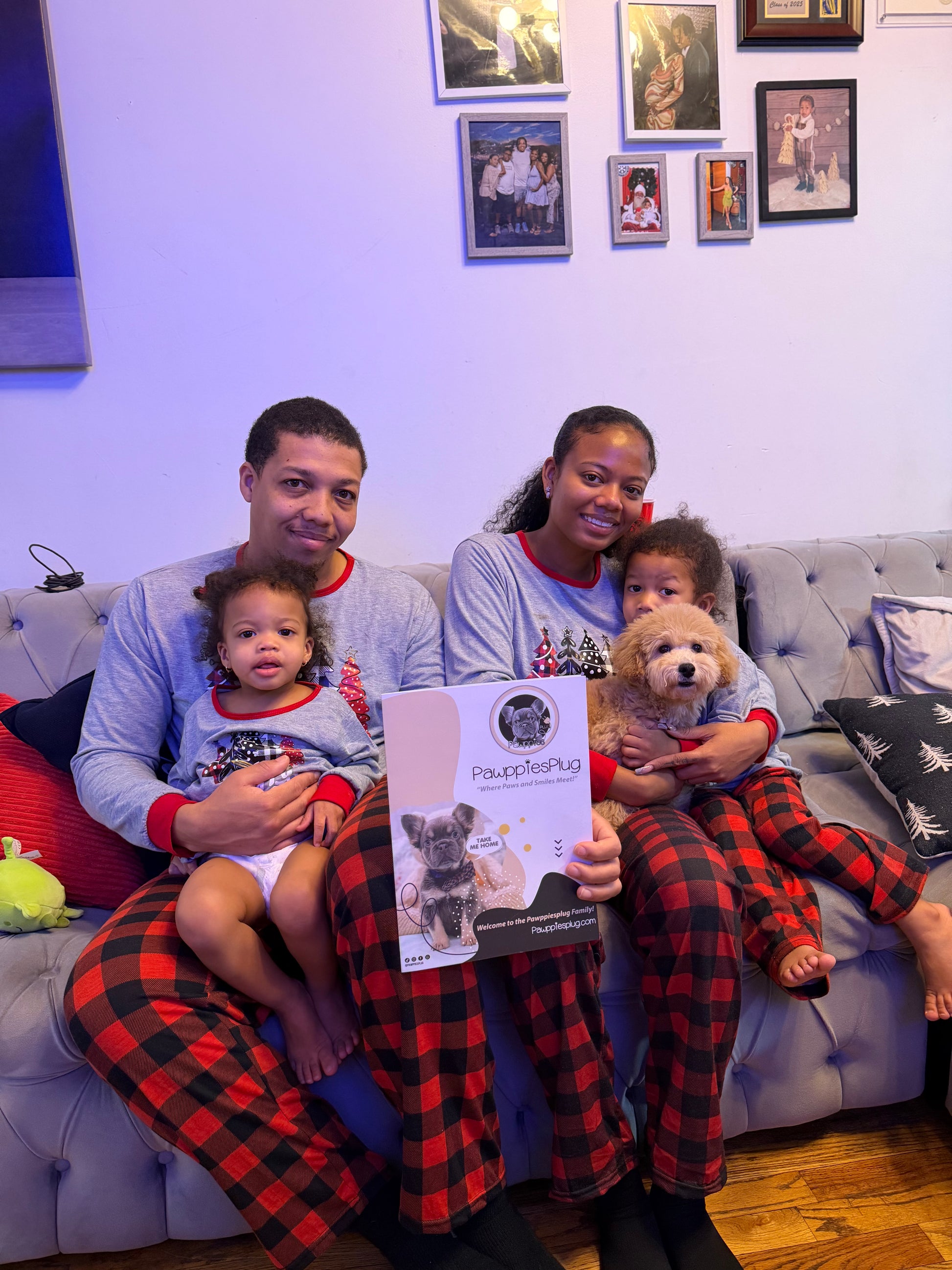 BEAR (Bichon Poodle)