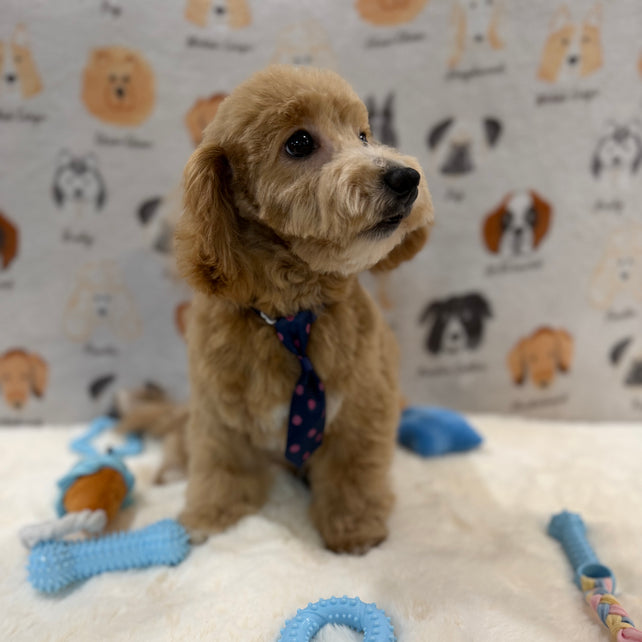 MILO (Bichon-Poodle)