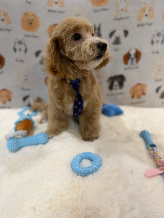 MILO (Bichon-Poodle)