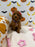 REYNA (ACA Mini Poodle)