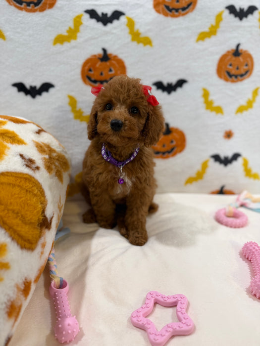 REYNA (ACA Mini Poodle)