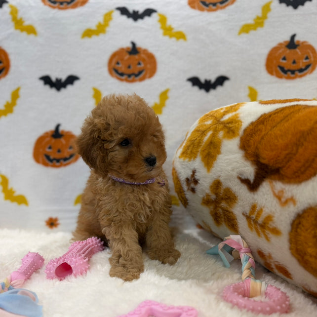 BAILEY (AKC Toy Poodle)