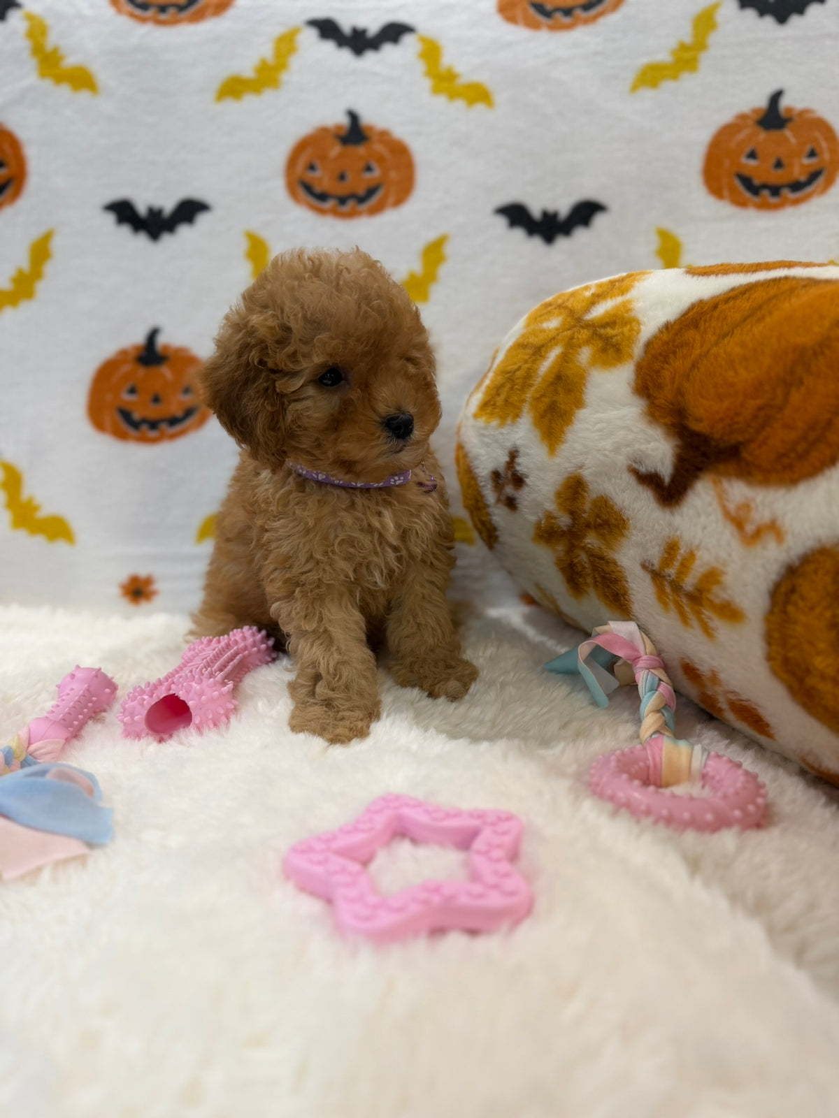BAILEY (AKC Toy Poodle)