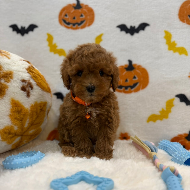 BENTLEY (AKC Toy Poodle)