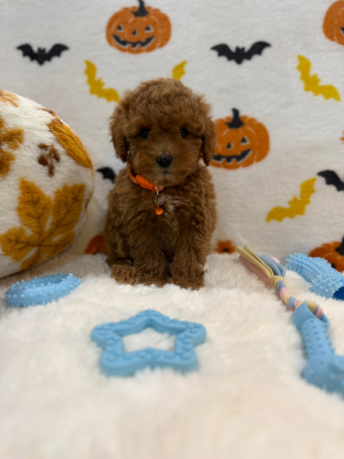 BENTLEY (AKC Toy Poodle)