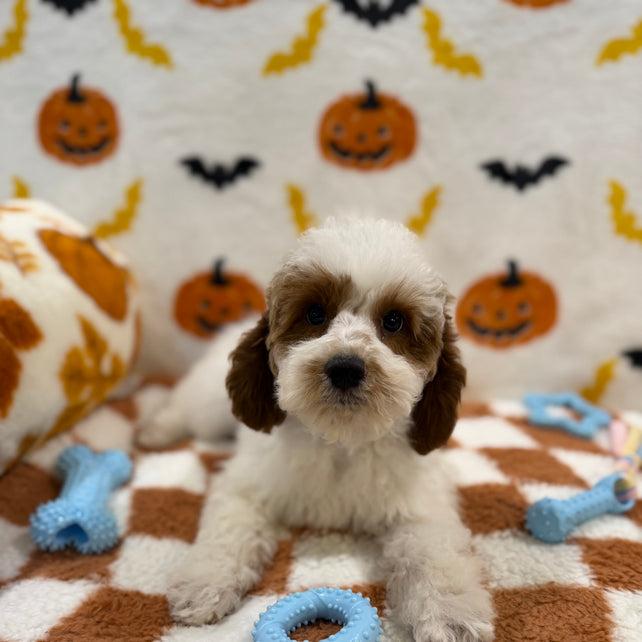 BENNY (Mini Poodle)