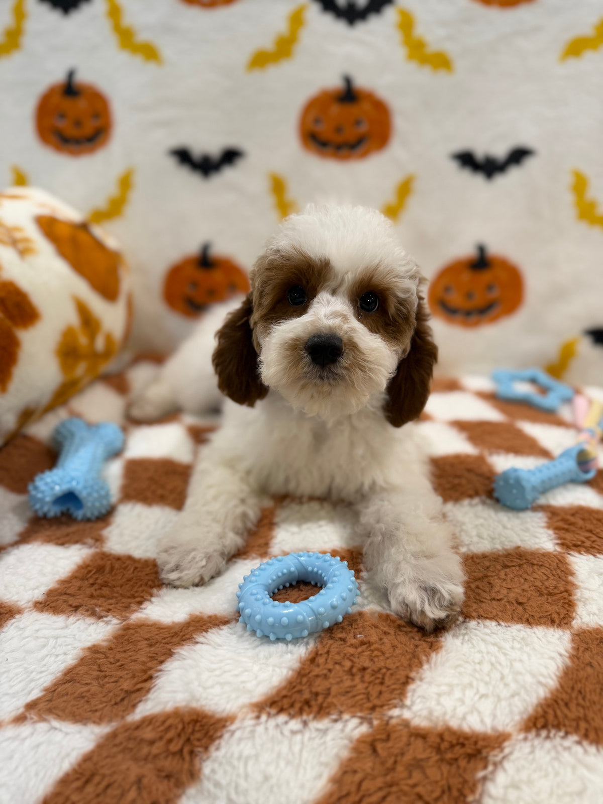BENNY (Mini Poodle)
