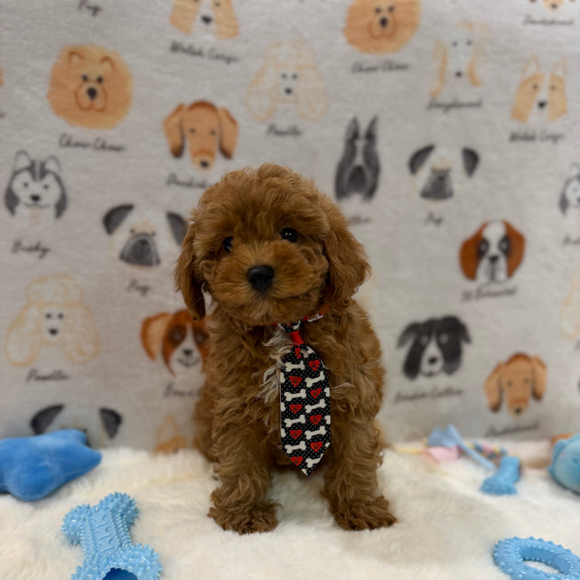 BINGO (AKC Mini Poodle)