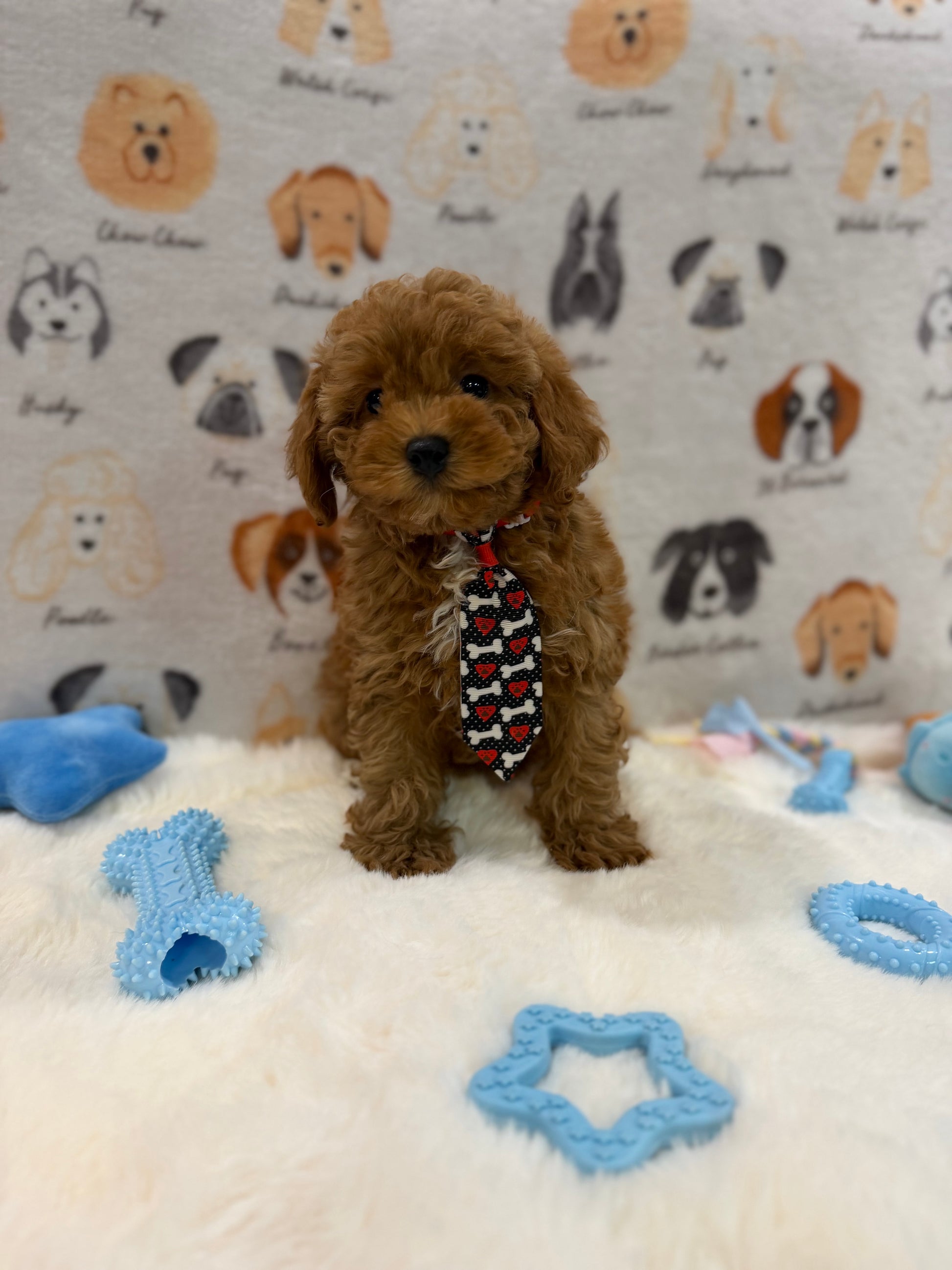 BINGO (AKC Mini Poodle)