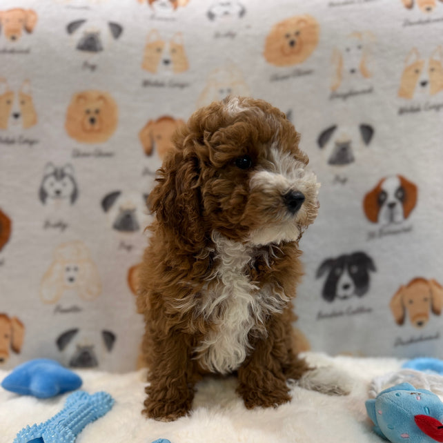 TONY (AKC Mini Poodle)