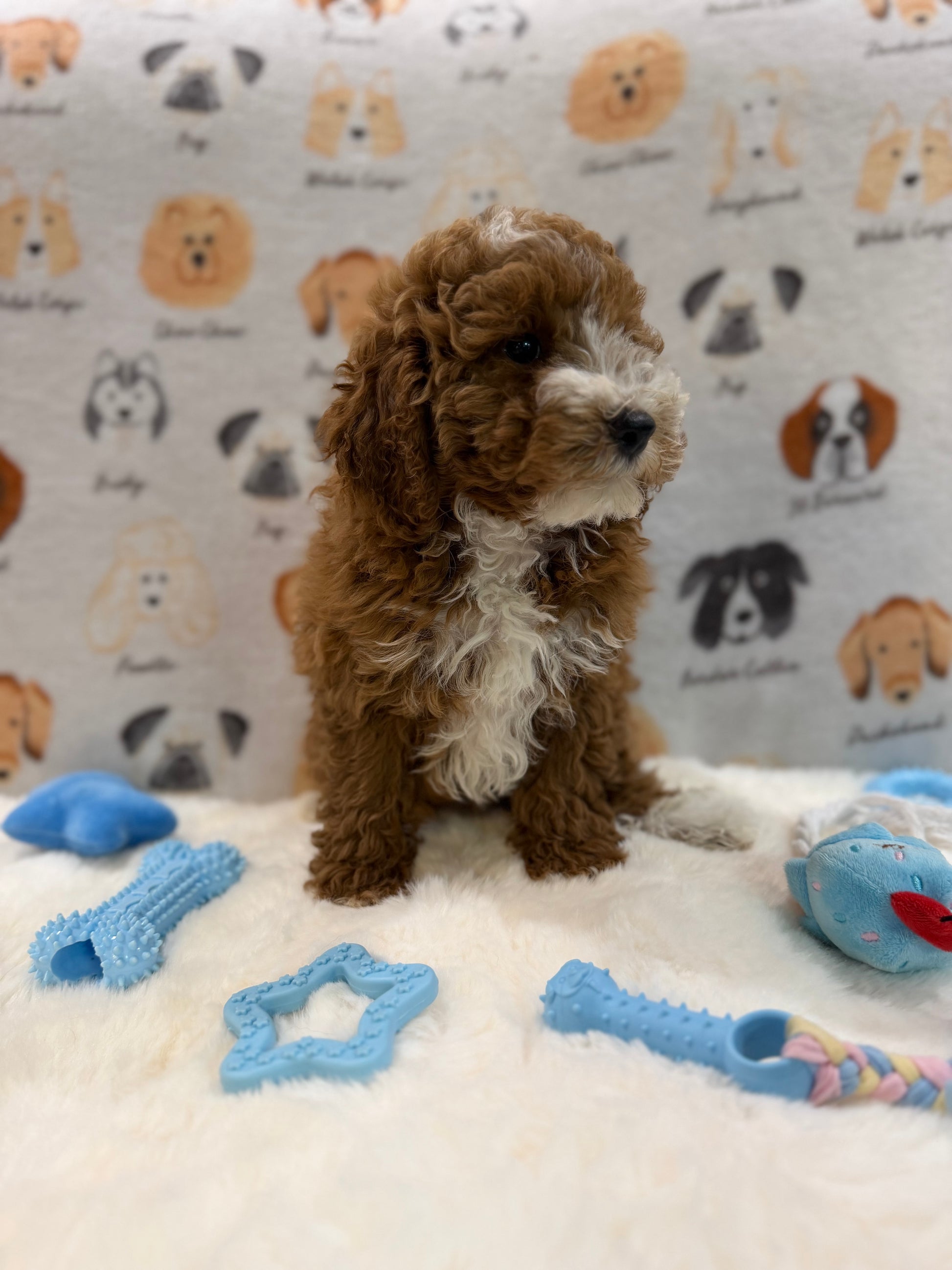 TONY (AKC Mini Poodle)