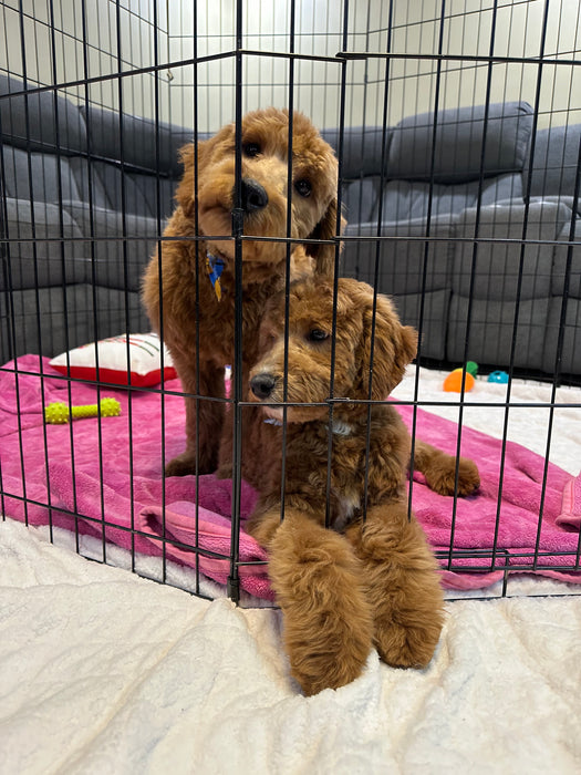 Bruno (Mini-Goldendoodle F1B)