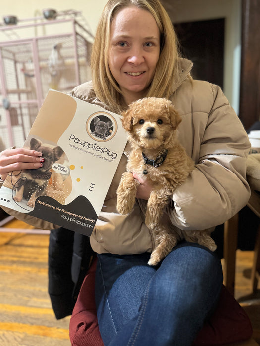 Lance (Toy Poodle)