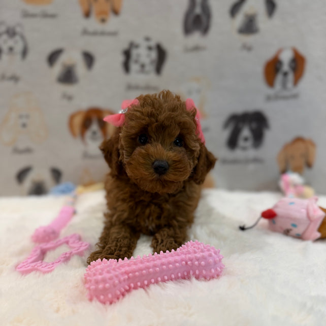 TINA (Red AKC Toy Poodle)