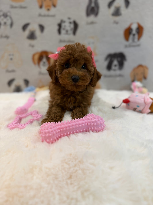 TINA (Red AKC Toy Poodle)