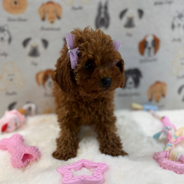 JINA (Red AKC Toy Poodle)