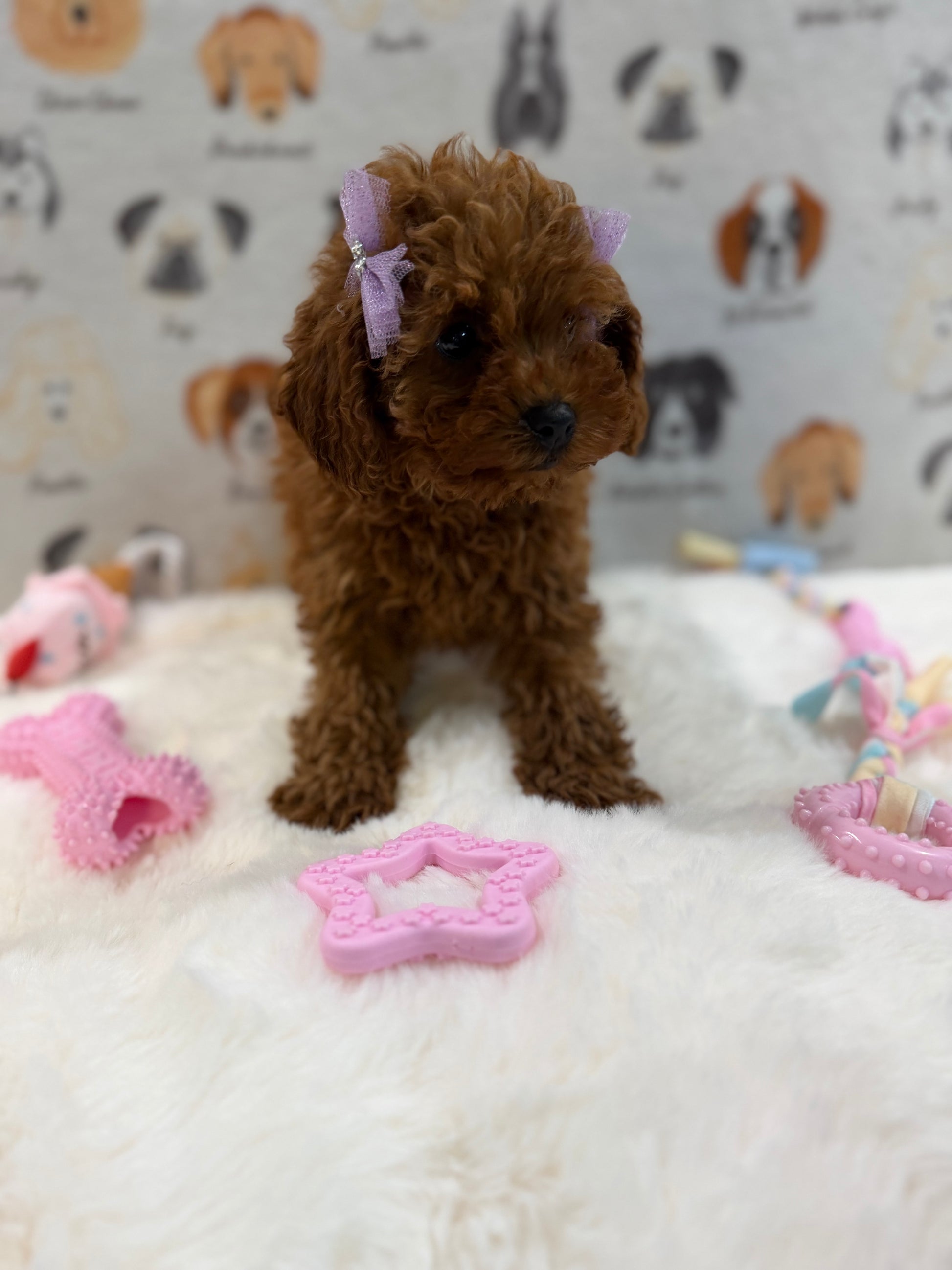 JINA (Red AKC Toy Poodle)