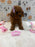 JINA (Red AKC Toy Poodle)