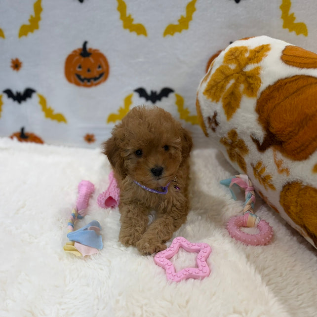 BAILEY (AKC Toy Poodle)