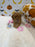 BAILEY (AKC Toy Poodle)