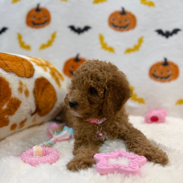 BRITNEY (AKC Mini Poodle)