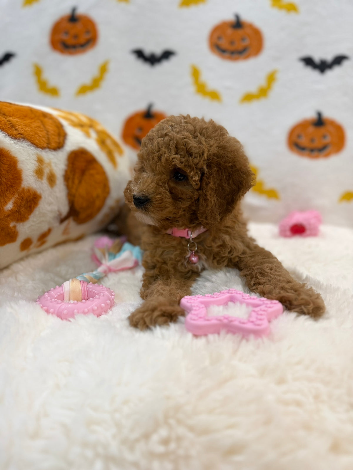 BRITNEY (AKC Mini Poodle)