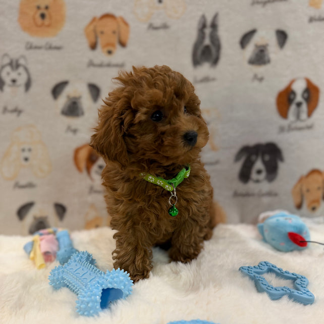 BUDDY (AKC Toy Poodle)