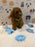 BUDDY (AKC Toy Poodle)
