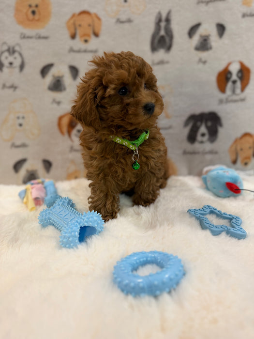 BUDDY (AKC Toy Poodle)