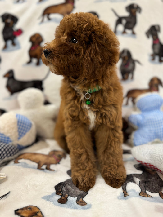 Angel (Miniature Poodle)