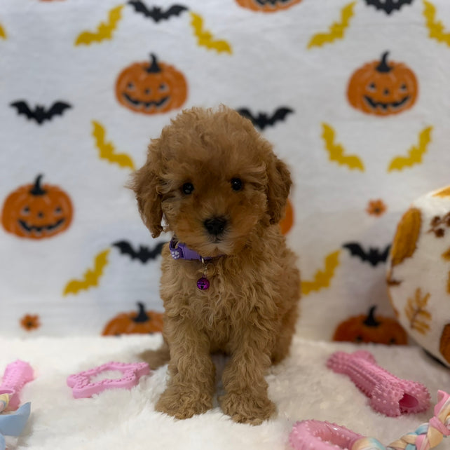 BAILEY (AKC Toy Poodle)