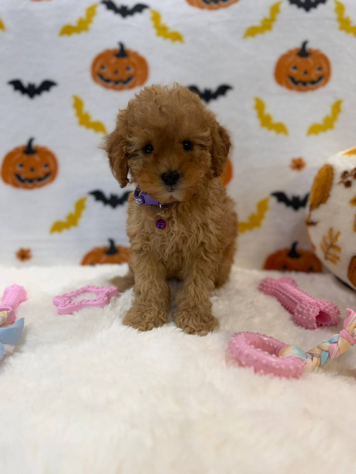 BAILEY (AKC Toy Poodle)