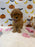 BAILEY (AKC Toy Poodle)