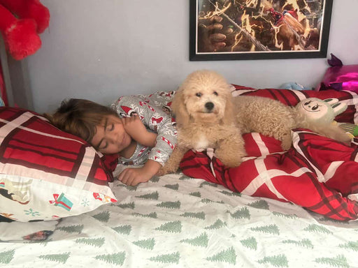 EINSTEIN (Bichon Poodle)