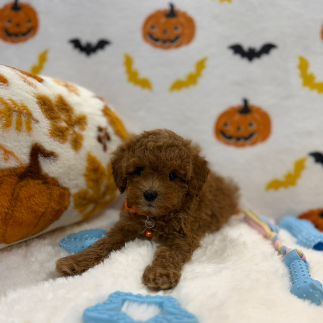 BENTLEY (AKC Toy Poodle)